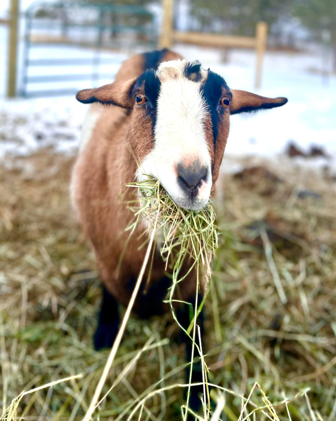 brown and white goat eating hay on the farm