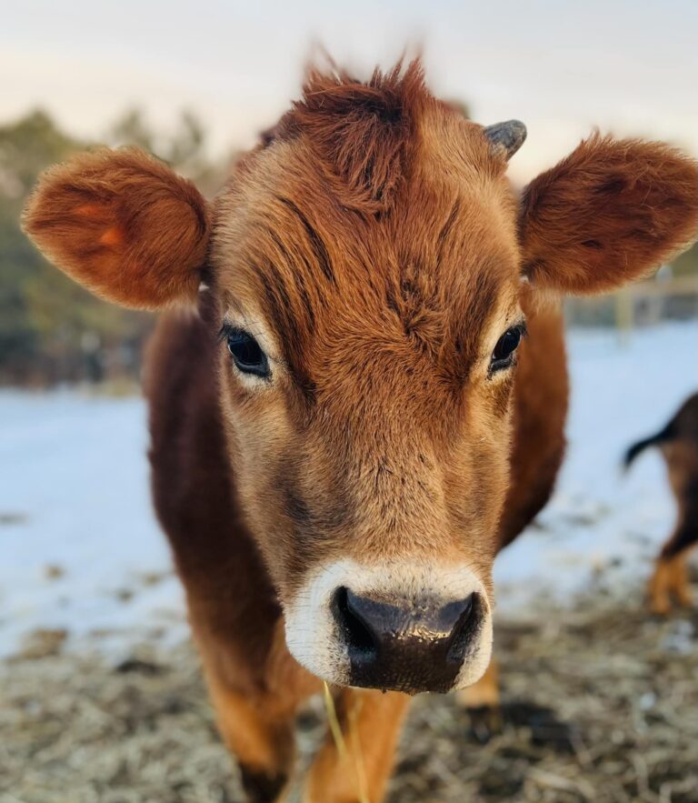 Meet the Jersey Cows