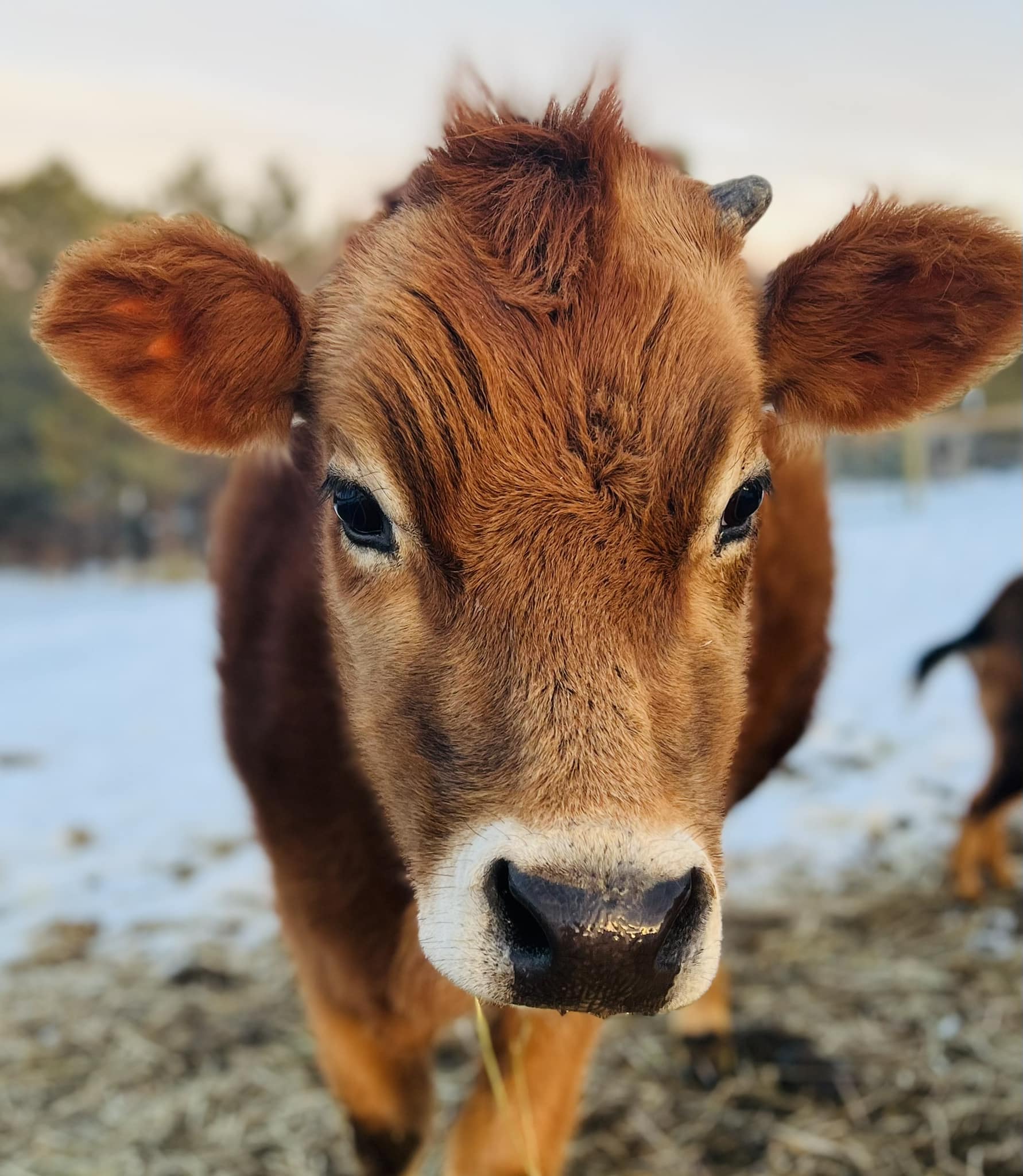 Meet the Jersey Cows